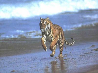 TIGRE SUR LA  PLAGE