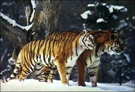 tigre couple