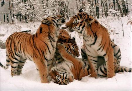 tigre des neiges