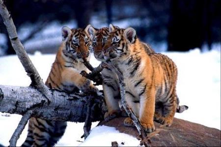 baby tiger